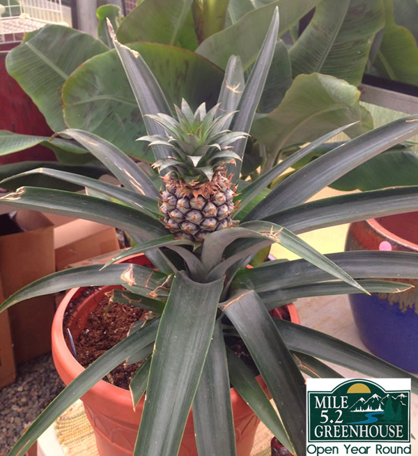 pineapple plant