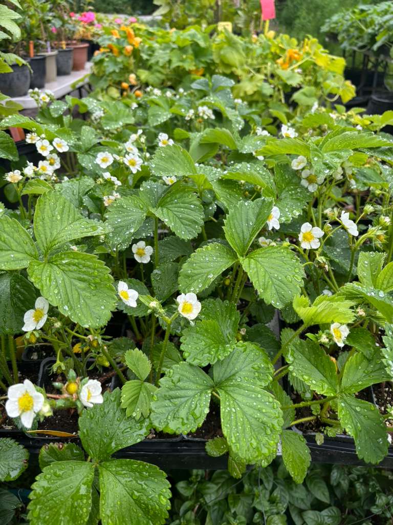 Strawberry plants at Mile 5.2 Greenhouse