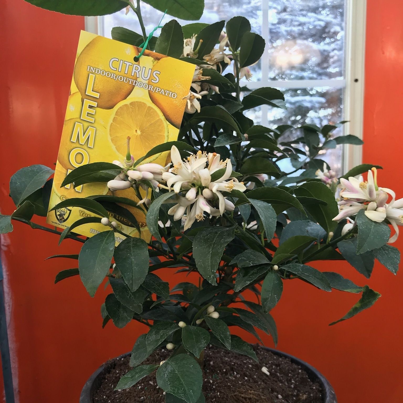 Citrus tree by the orange door at Mile 5.2 Greenhouse