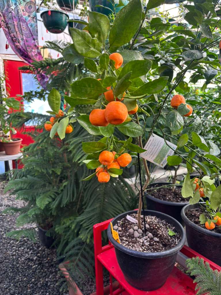 Citrus fruit growing at Mile 5.2 Greenhouse