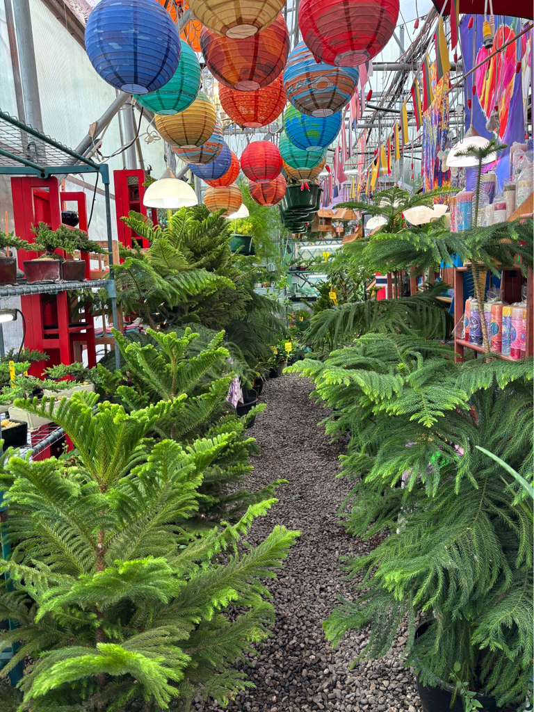 Norfolk Island Pines inside Mile 5.2 Greenhouse