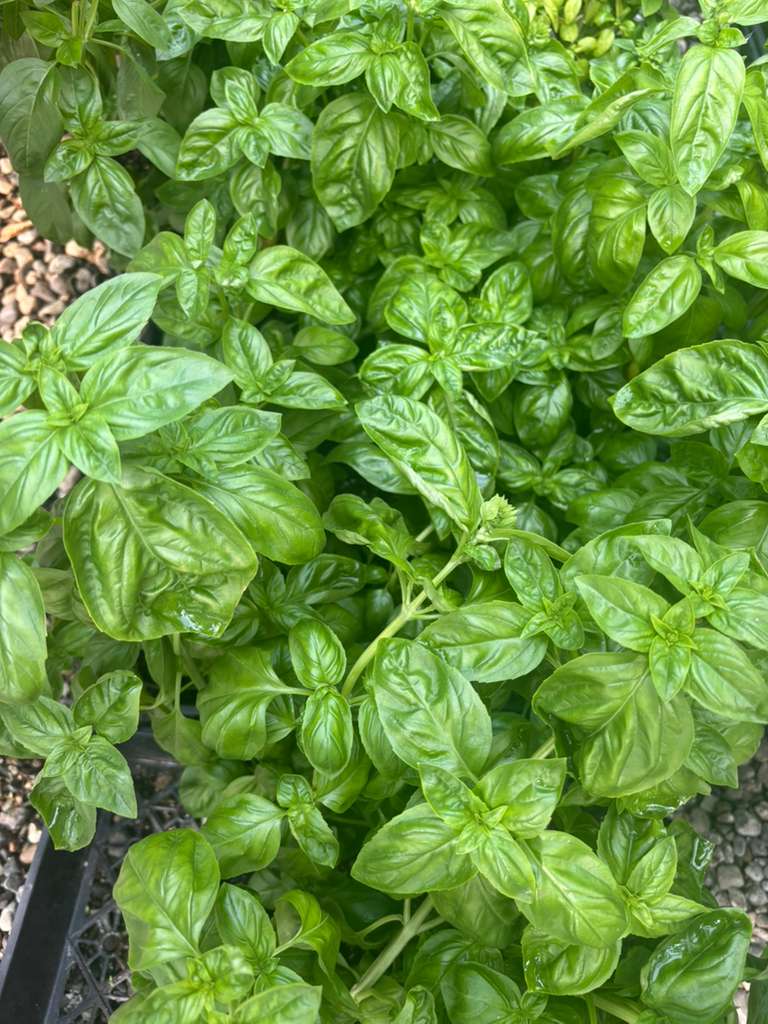 Basil plants at Mile 5.2 Greenhouse
