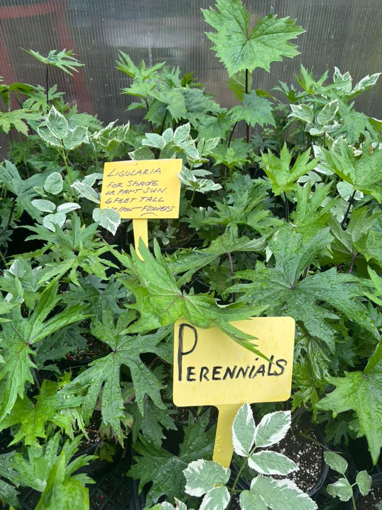 Perennial plants at Mile 5.2 Greenhouse