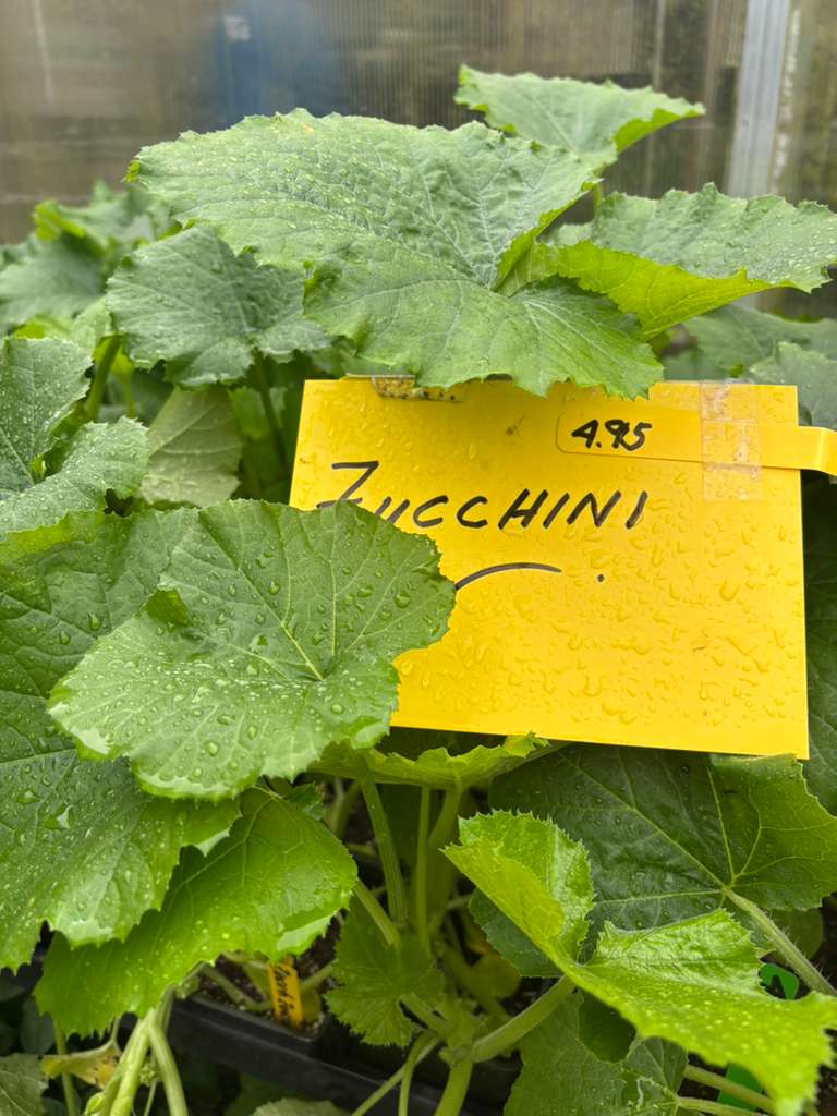 Zucchini vegetables at Mile 5.2 Greenhouse