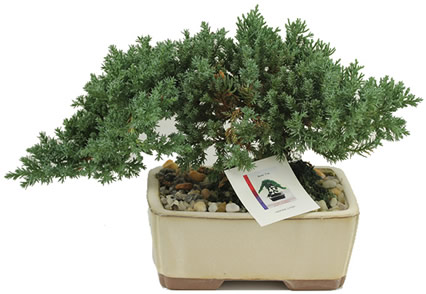 alaska_bonsai_plant_greenhouse