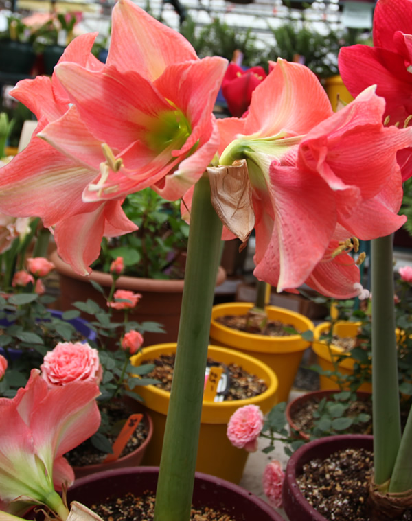 Pink Amaryllis