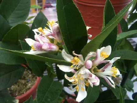Meyer's Lemon blossoms will fill a room with fragrance.