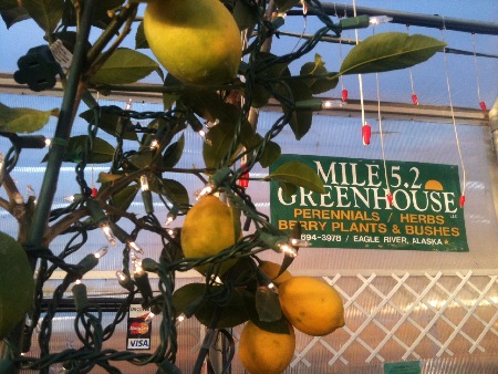 We indeed grow lemons inside at Mile 5.2 Greenhouse, they can even be used as Christmas trees.