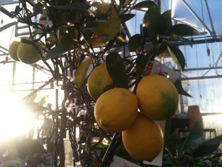 Ripe Meyer's Lemons. Each Tree produces fruit that ripens in 9 months.