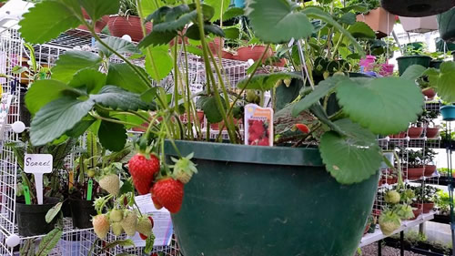 strawberry_plants
