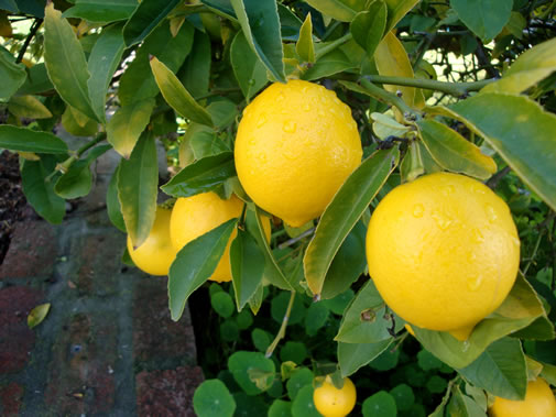 lemon_trees